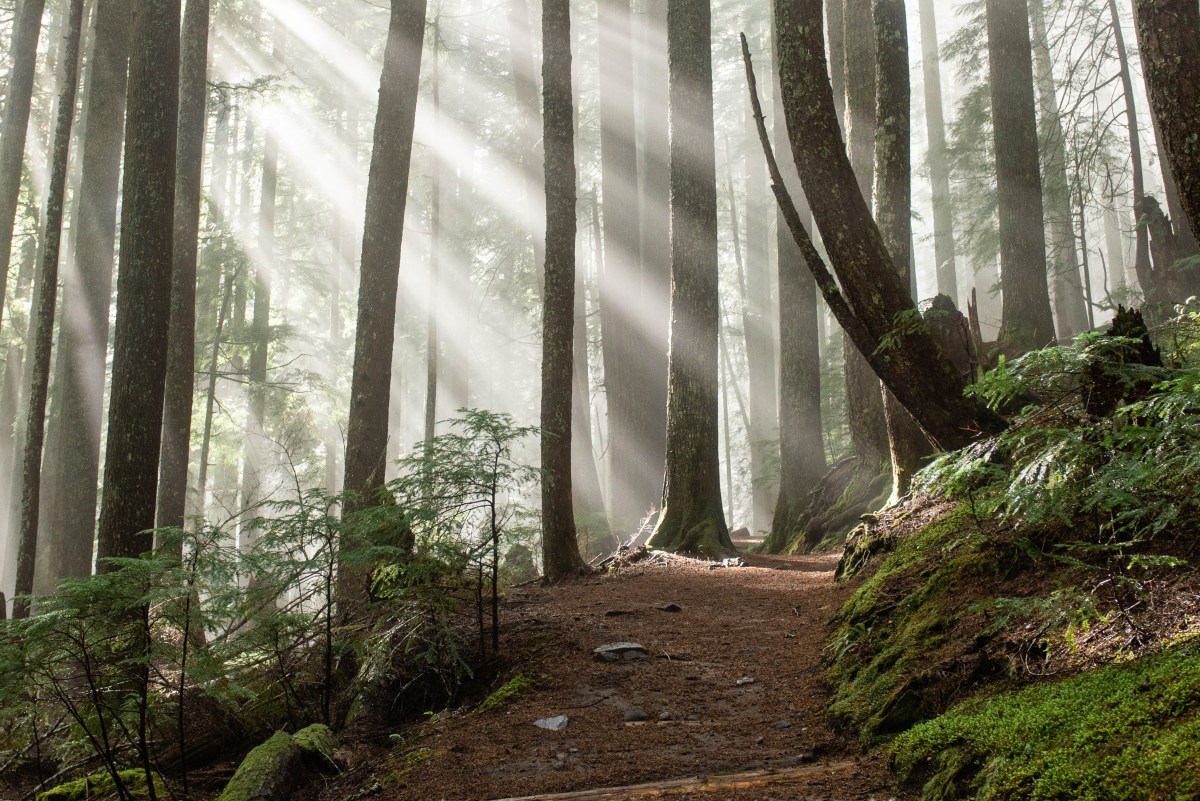 sun through trees and fog in Rainier trail 