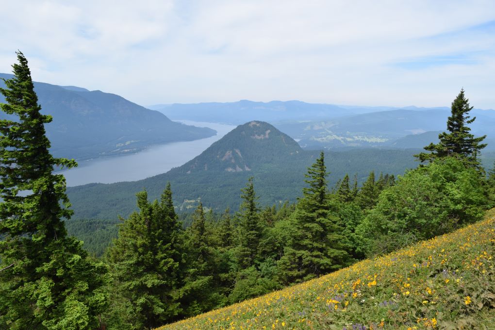 dog mountain trail with wildflowers