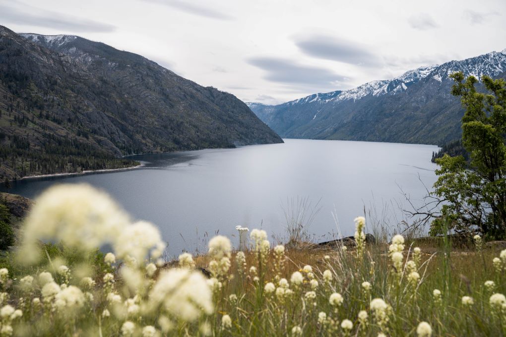 Lake Chelan with dog grass in spring