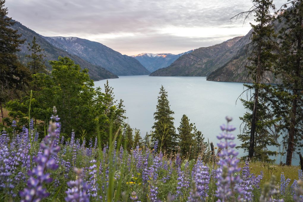 lupine by lake chelan at sunrise