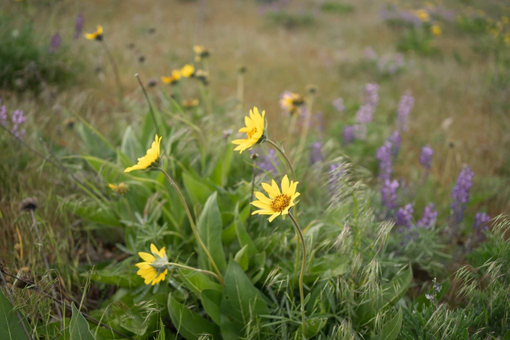 wildflowers in Oregon in spring