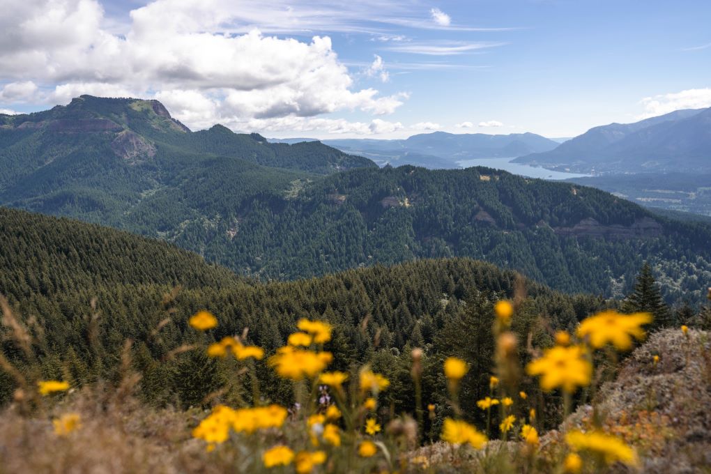 hamilton mountain best trail on the columbia river gorge