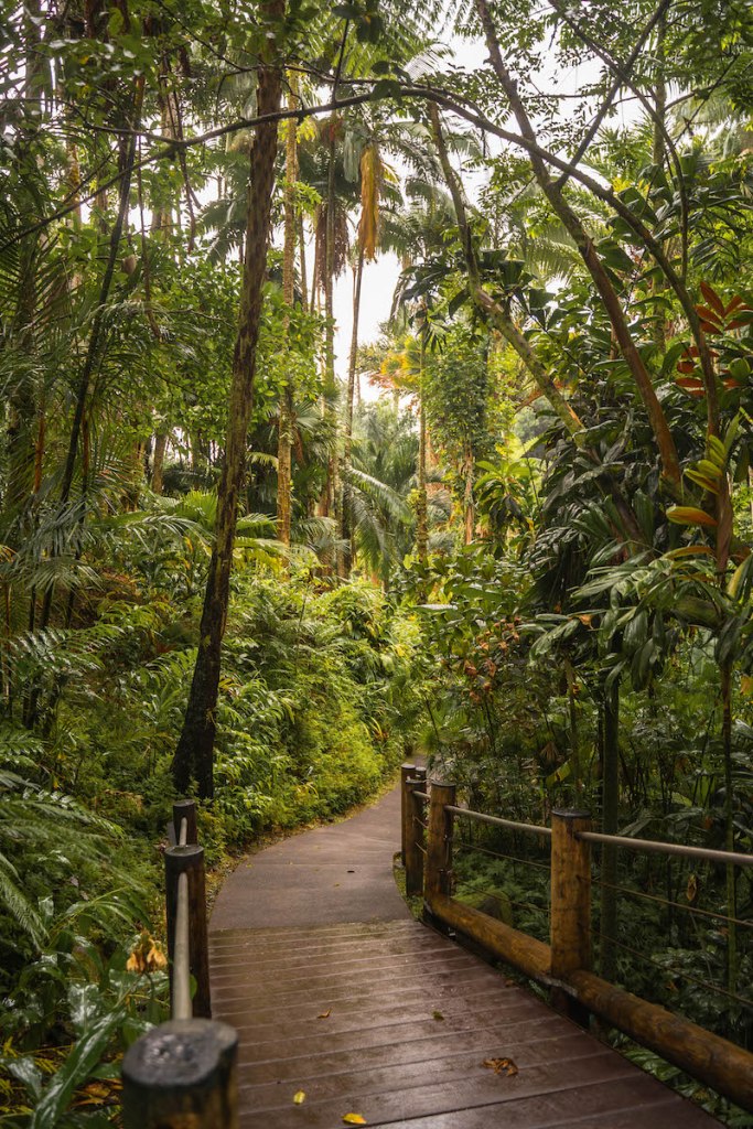 Trail in the Big Island of Hawaii's Botanical Gardens