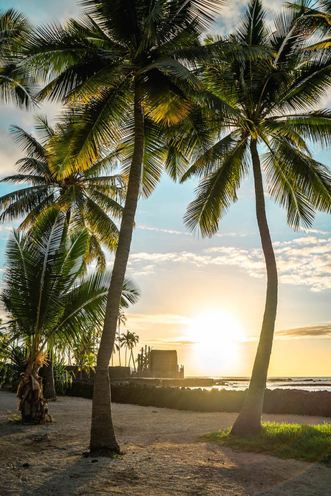 palm trees near Kailua-Kona on the Big Island of Hawaii