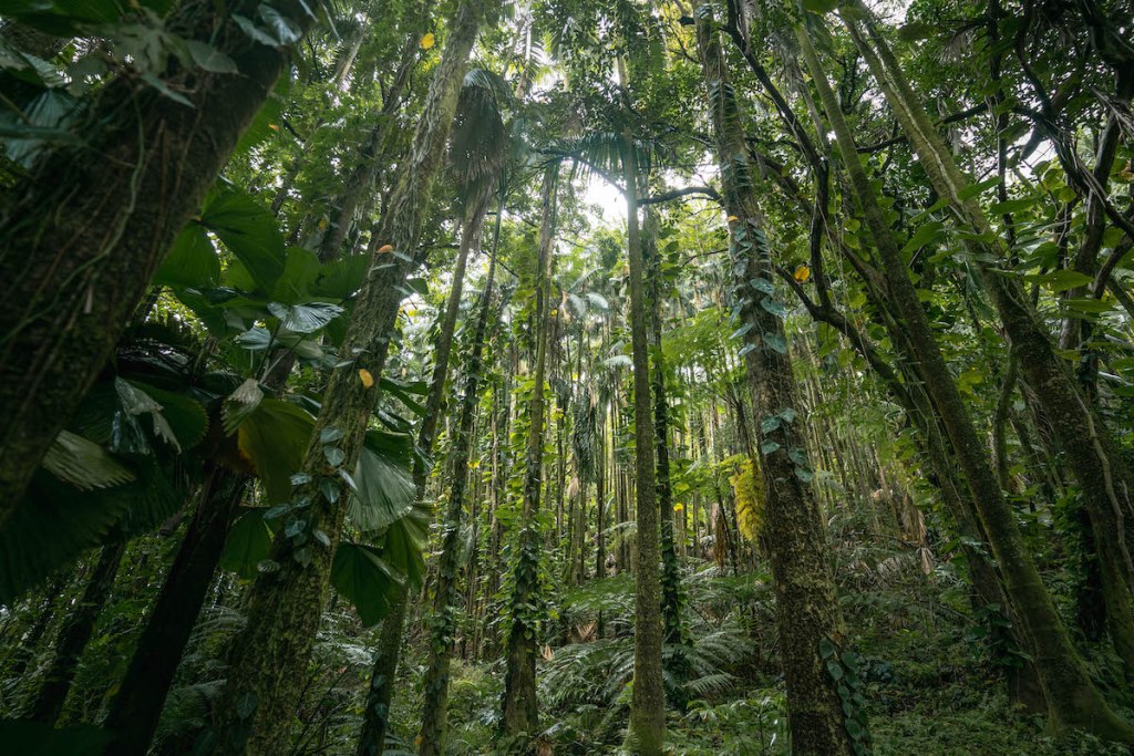 rainforest in the Big Islands Bioreserve and Garden in Hawai'i