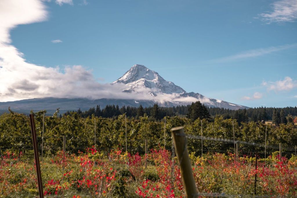 Mount Hood above an apple orchard in Hood River