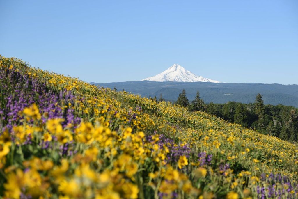 mount hood from tom mccall point in wildflower season