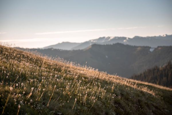 wilflowers with mountains in the background on Hurricane Hill