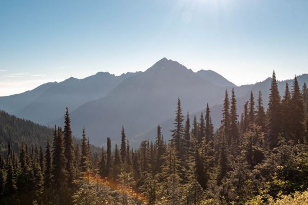 mountains behind pine trees in Olympic National Park