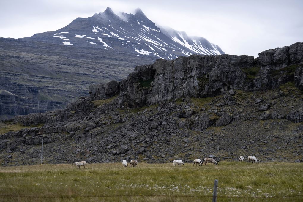 reindeer in front of large mountains in Iceland's eastern fjords, viewed from the Ring Road