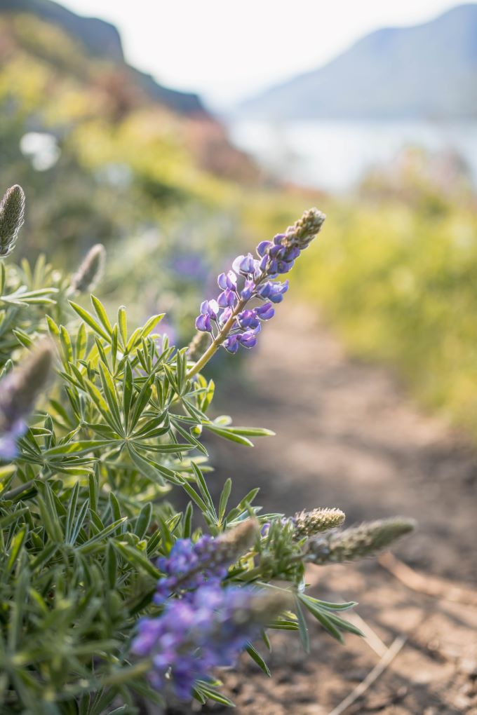 lupine wildflower