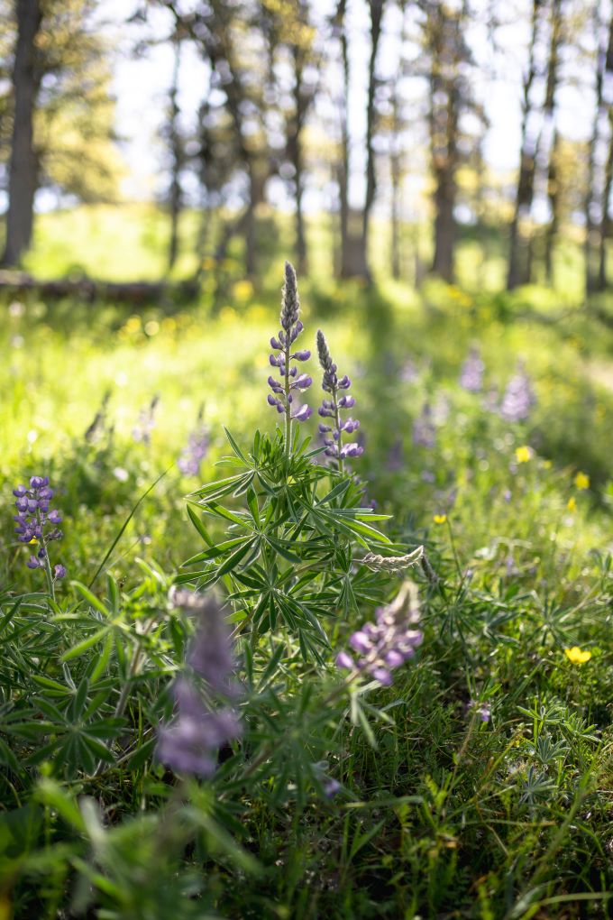 purple lupine wildflowers in the forest