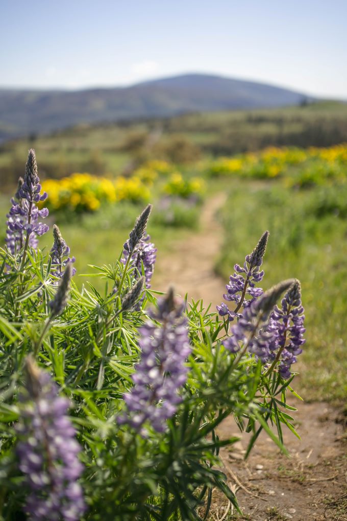 wildflowers in the columbia river gorge