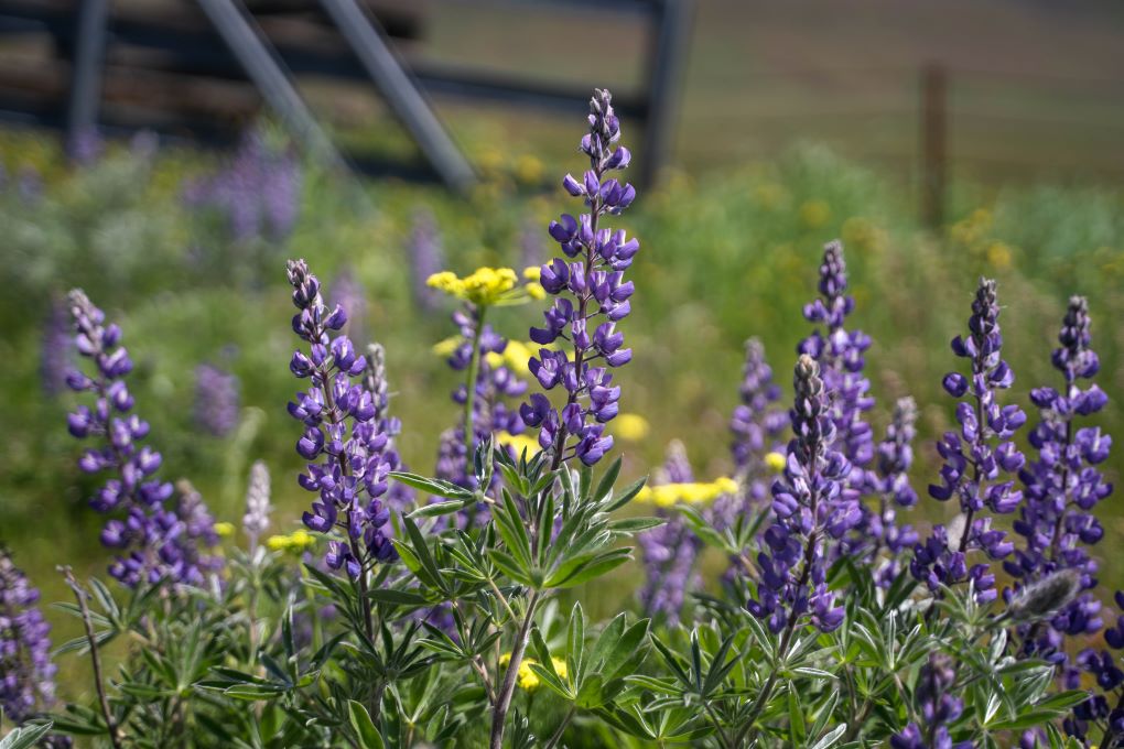 wildflower trail in washington