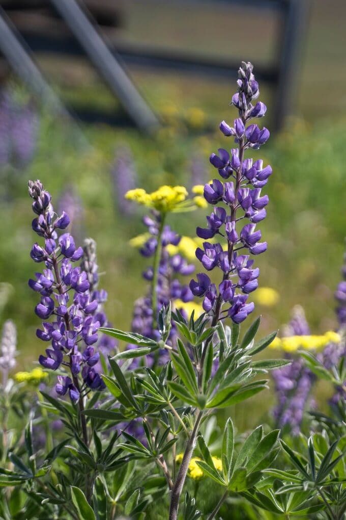 purple wildflower field