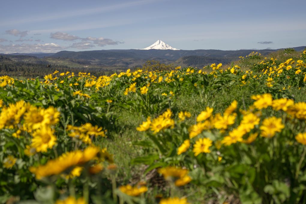 view of mount hood and wildflowers