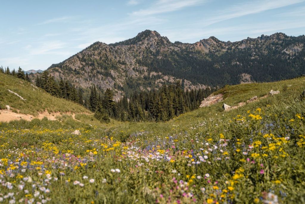 wildflowers on Naches Peak Loop near Mount Rainier