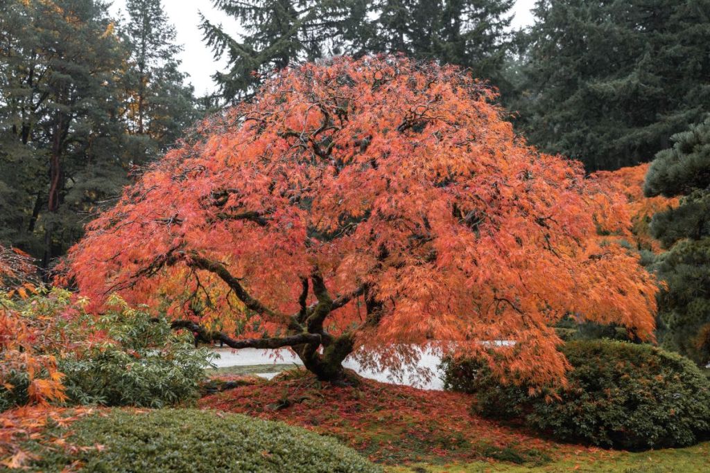 Fall colors near Portland