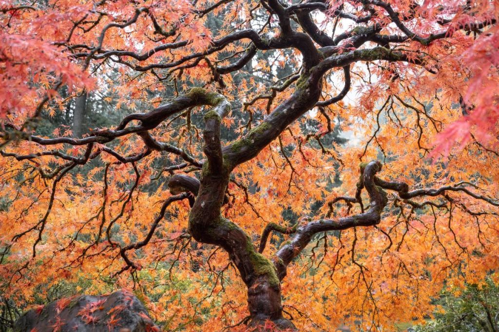 lace leaf maple in the Portland Japanese Garden