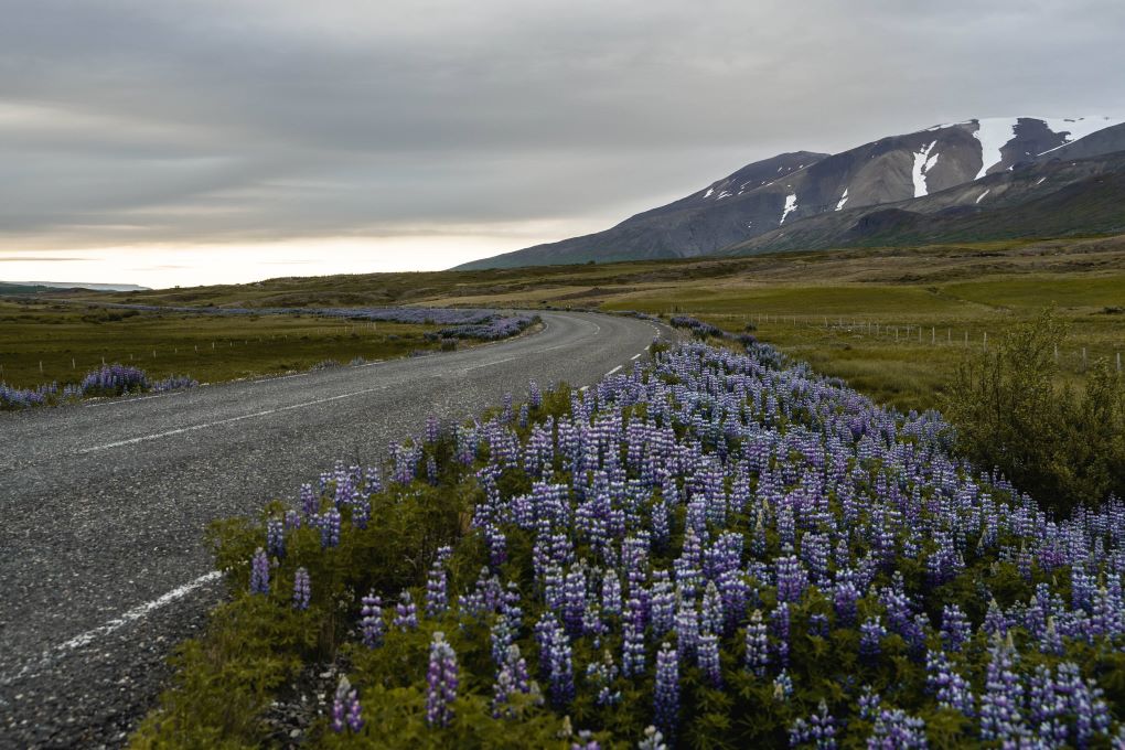 lupins surrounding the ring road with mountains in the distance 