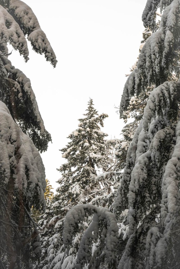 snowy trees on Tamanawas Falls Trail