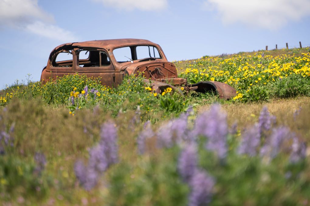 abandoned car in wildflowers in columbia hills state park