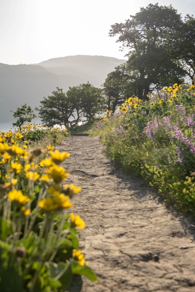 trail near Hood River with wildflowers