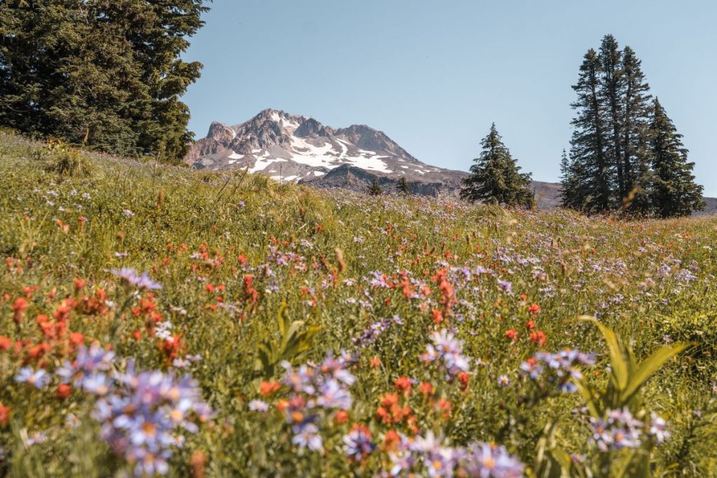 Mount Hood from the Timberline Trail in August with wildflowers