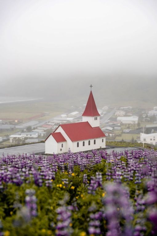  Vík í Mýrdal Church red roofed church is surrounded by purple lupine flowers in Vik