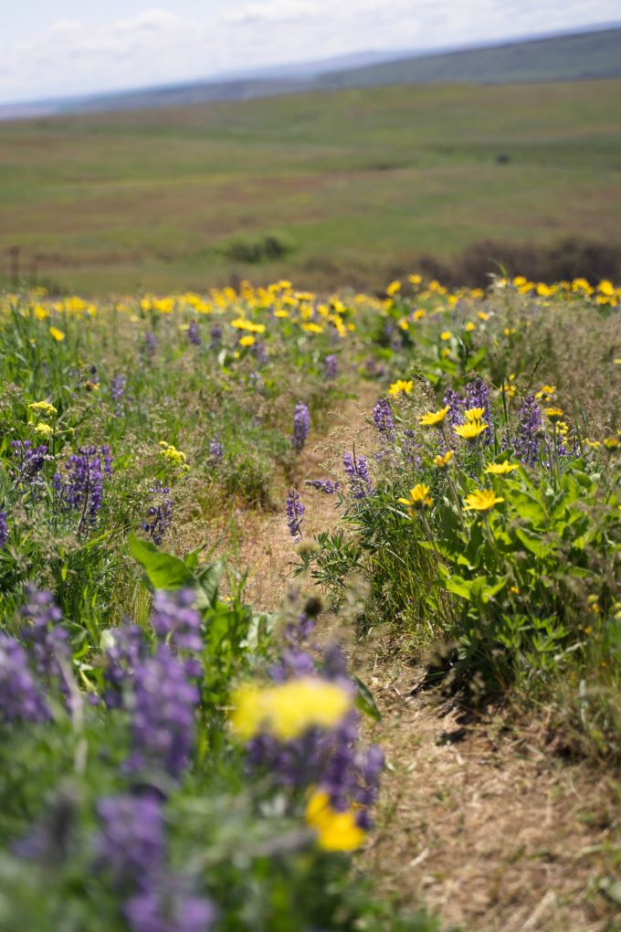 wildflower lined trail