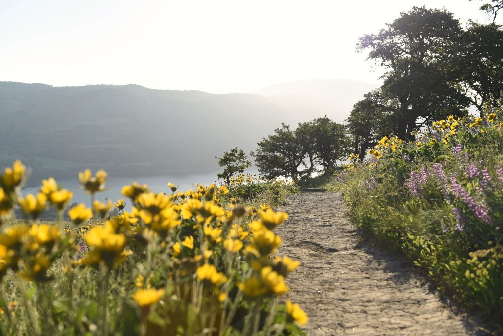 wildflower trail in Oregon's columbia river gorge