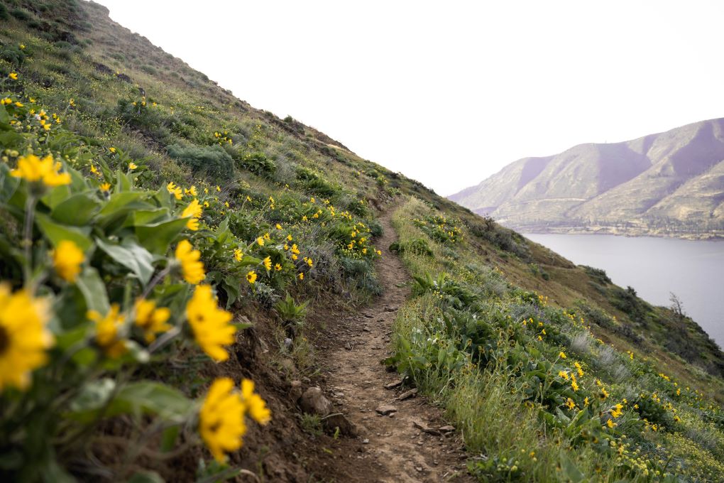 wildflower path in the Columbia river gorge