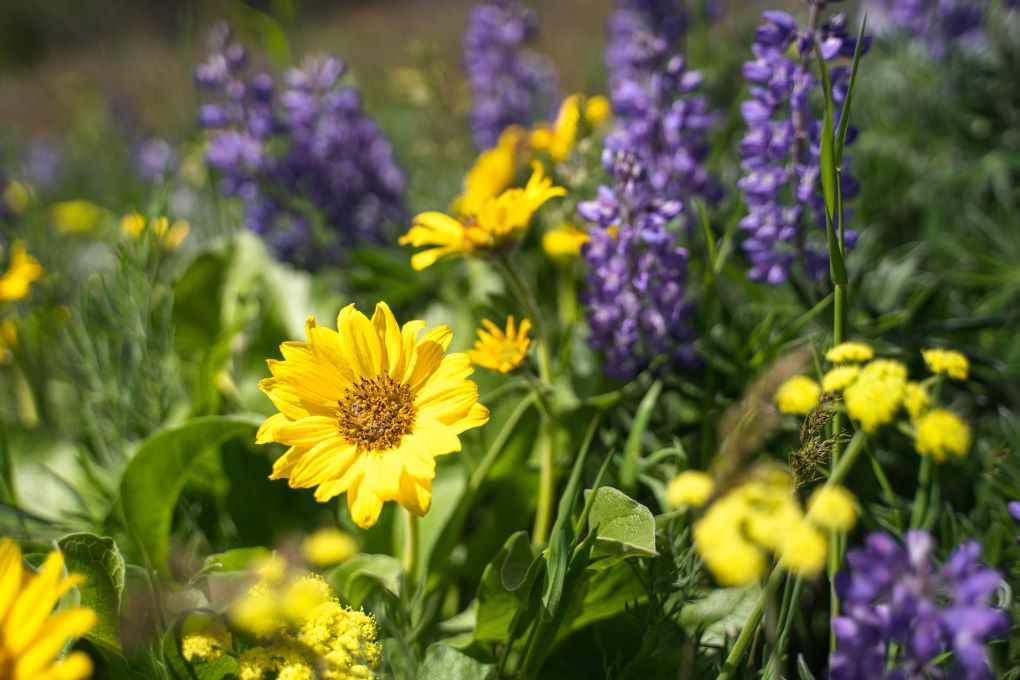 wildflowers in Washington